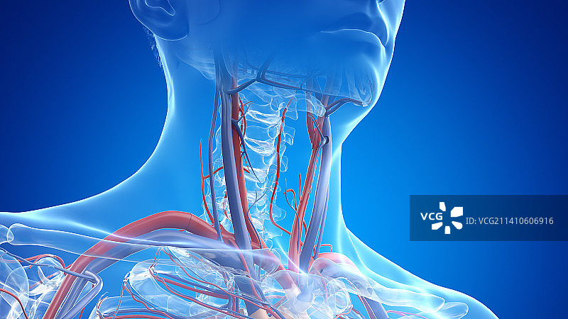 颈部动脉和静脉示意图图片素材