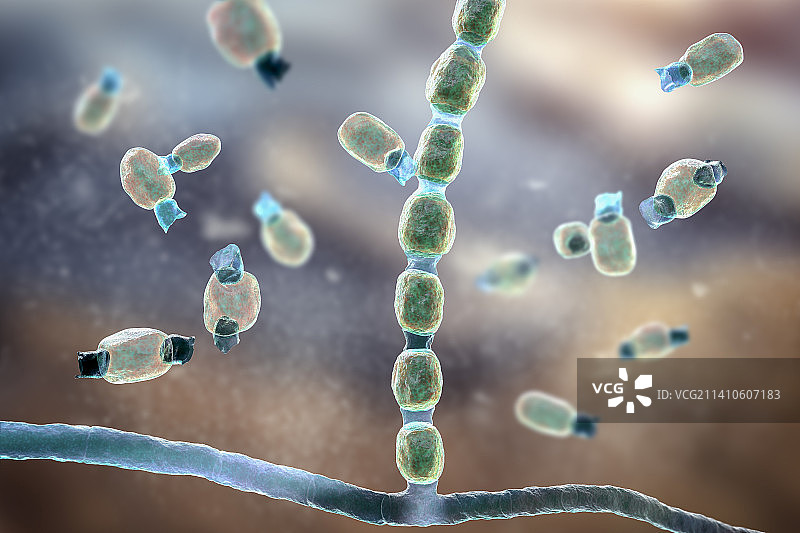 球孢子菌真菌插图图片素材