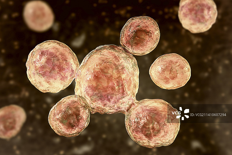 巴西副球孢子菌插图图片素材