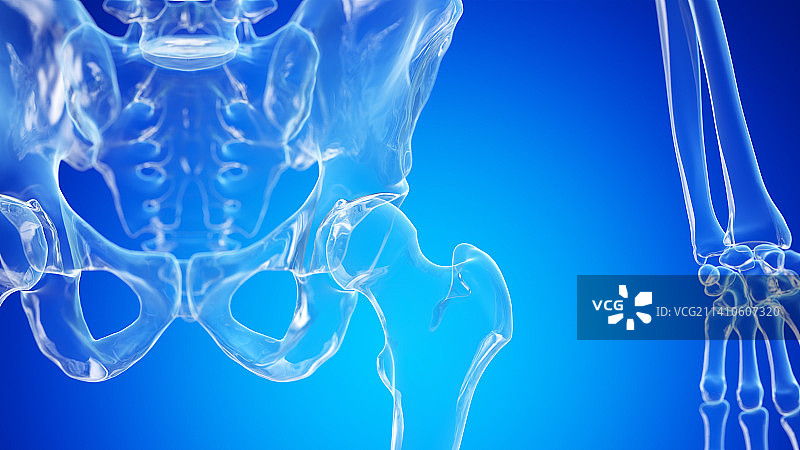 髋关节插图图片素材
