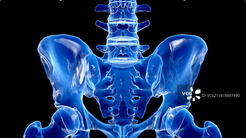 骶骨插图图片素材