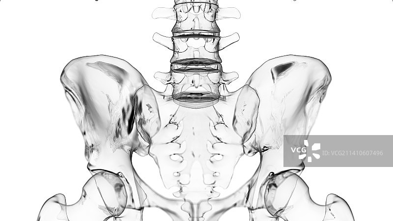 骶骨插图图片素材