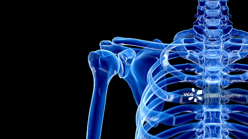 肩关节插图图片素材