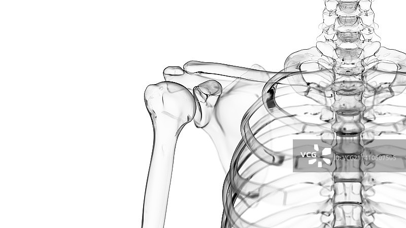 肩关节插图图片素材