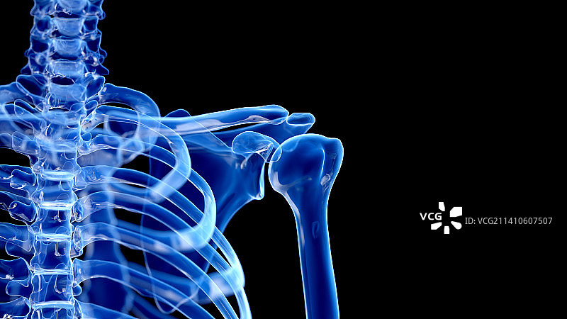 肩关节插图图片素材