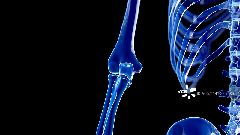 肘关节插图图片素材