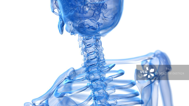 颈部骨骼插图图片素材