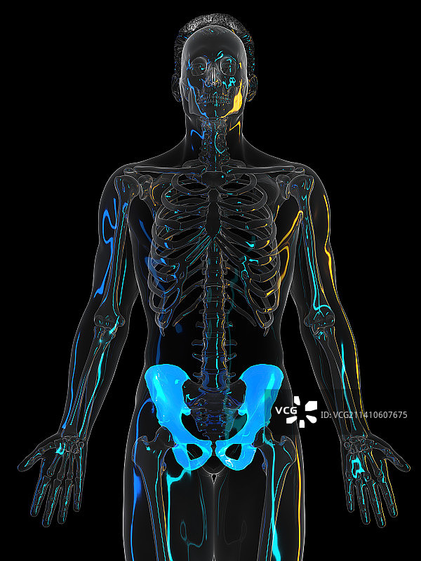骨盆骨骼插图图片素材