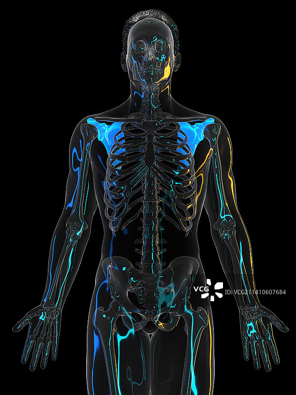 肩胛骨图示图片素材