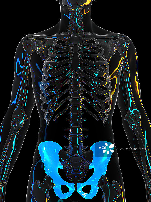 髋骨图图片素材