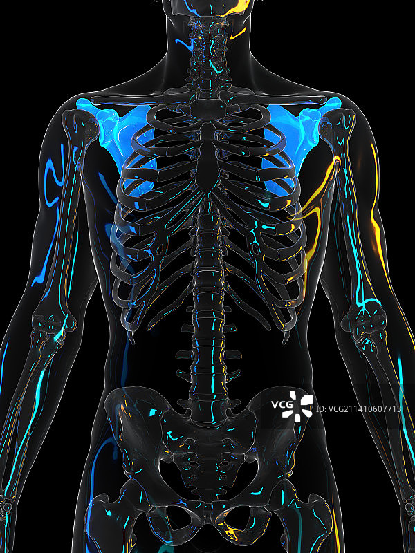 肩胛骨图示图片素材