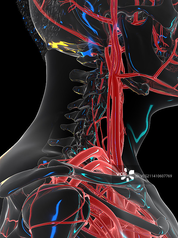 颈部血管系统插图图片素材