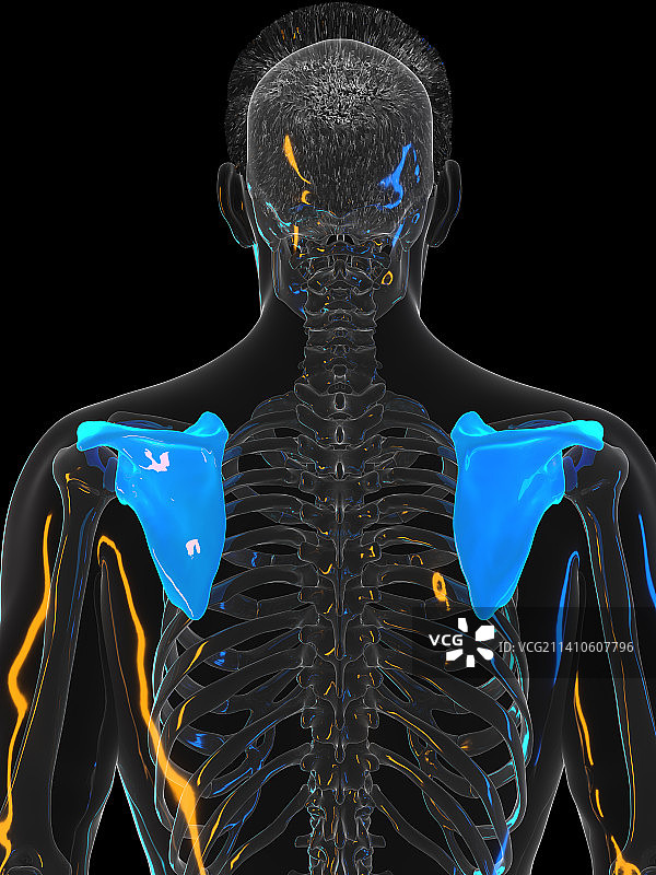 肩胛骨图示图片素材