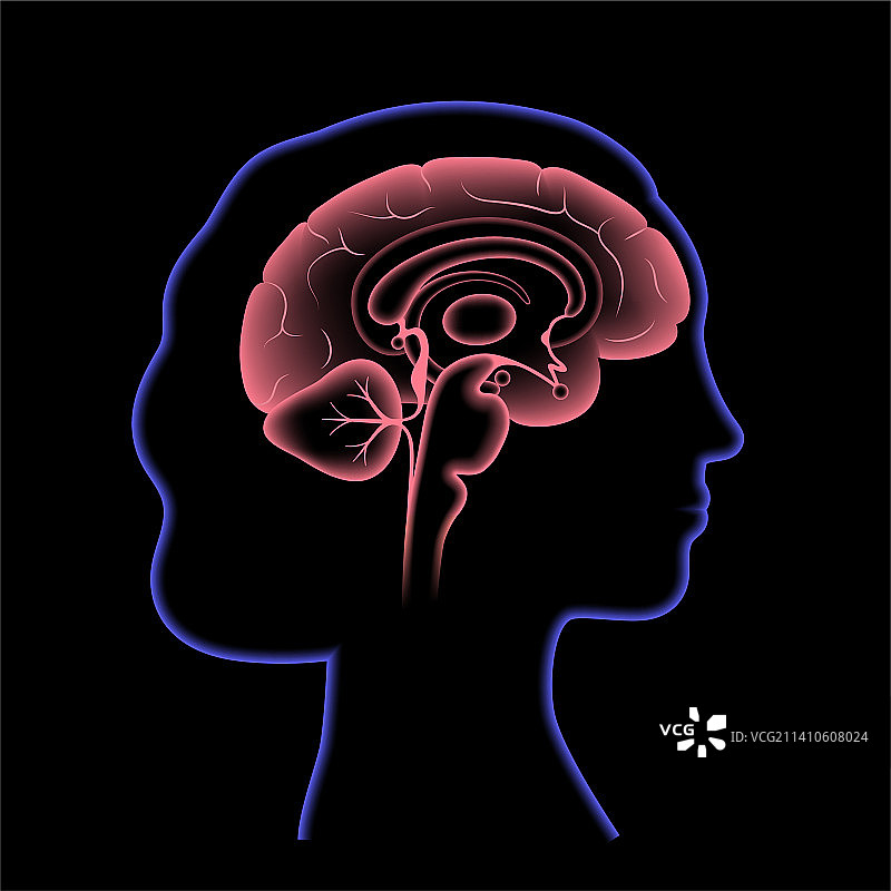 大脑解剖结构插图图片素材