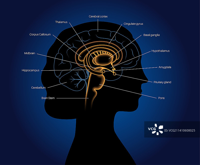 大脑解剖结构插图图片素材