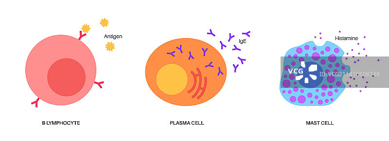 淋巴细胞、嗜碱性粒细胞和肥大细胞图图片素材