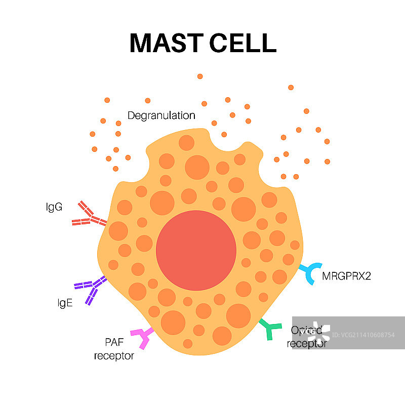 肥大细胞图图片素材
