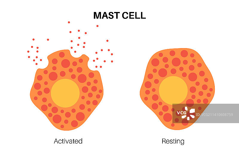肥大细胞图图片素材