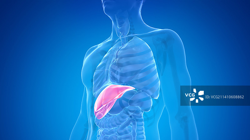 人肝，插图图片素材