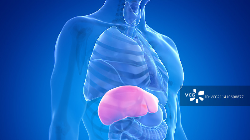 人肝，插图图片素材