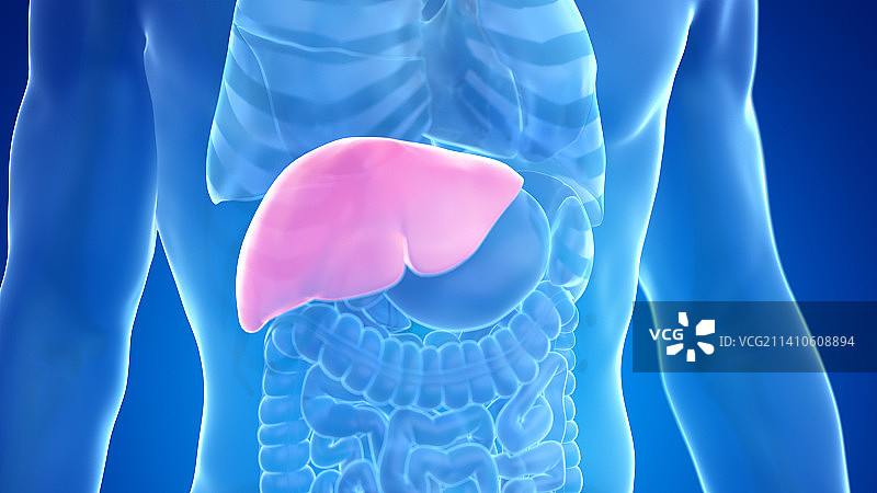 人肝，插图图片素材