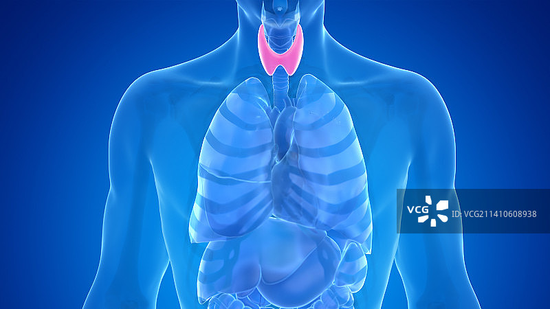 人类甲状腺插图图片素材