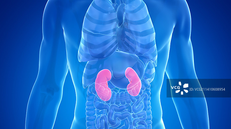 人类肾脏图图片素材