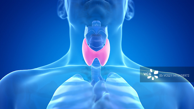 人类甲状腺插图图片素材
