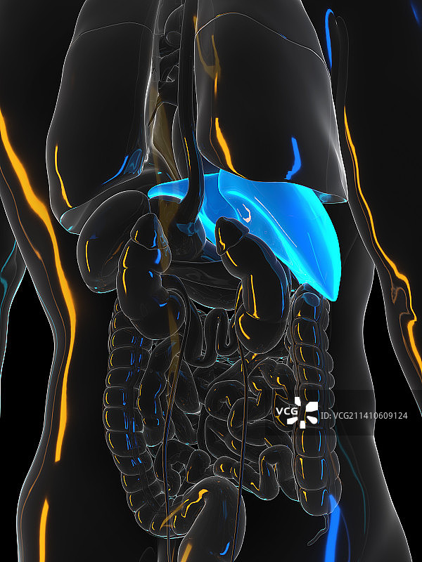 人肝，插图图片素材