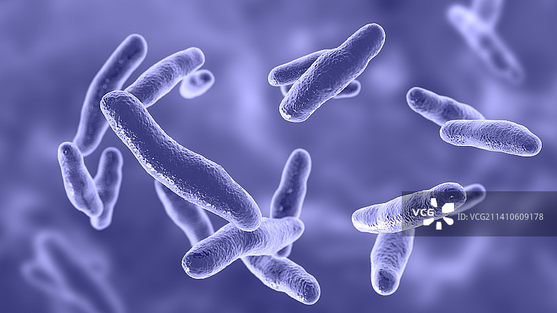 沃兹沃思比洛菲拉菌，插图图片素材