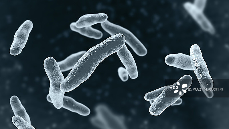 沃兹沃思比洛菲拉菌，插图图片素材