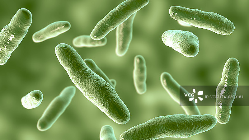 沃兹沃思比洛菲拉菌，插图图片素材