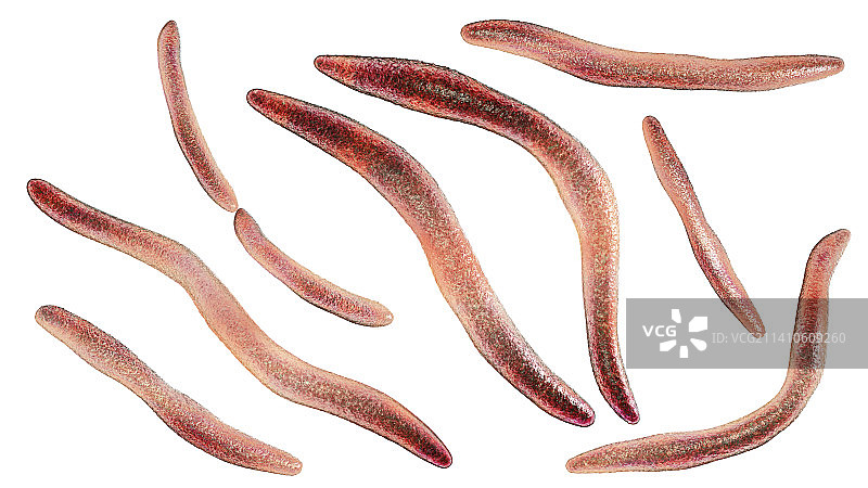 具核梭杆菌插图图片素材