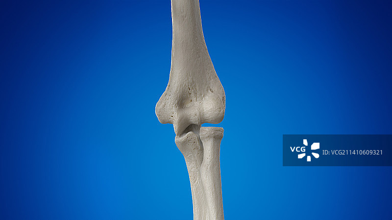 肘关节插图图片素材