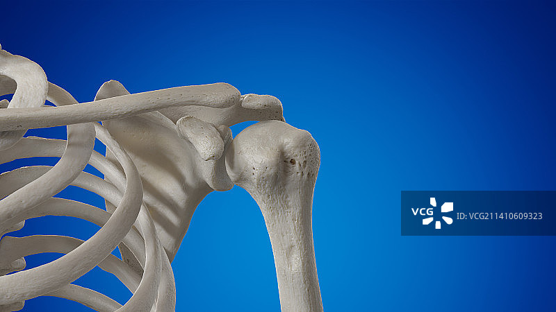 肩关节插图图片素材