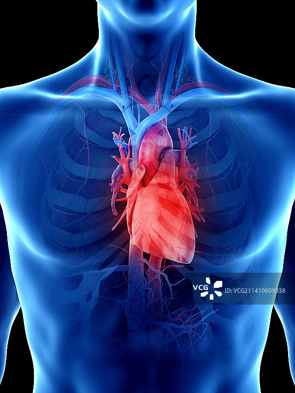 男人的心脏插画图片素材