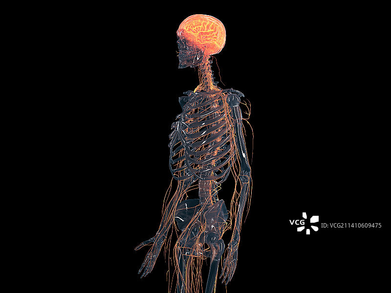 神经系统，插图图片素材