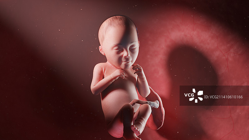 26周的人类胎儿图图片素材