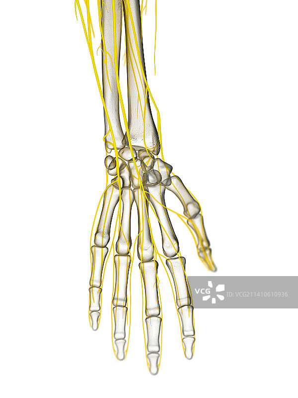 手部神经插图图片素材