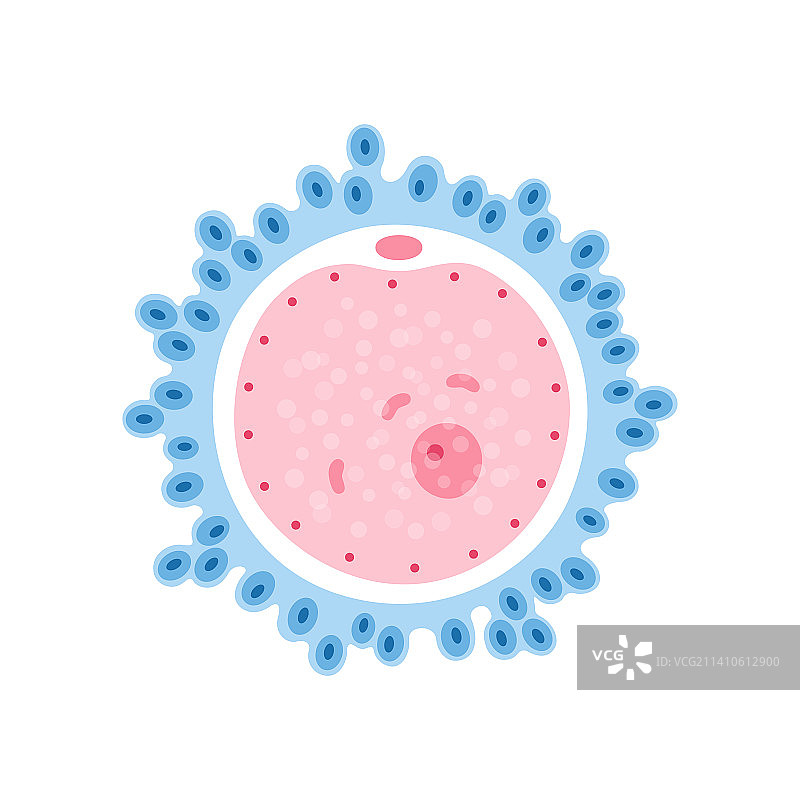 人类卵细胞，图示图片素材