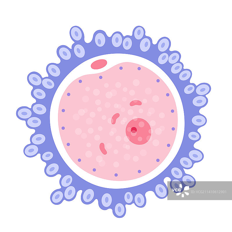 人类卵细胞，图示图片素材