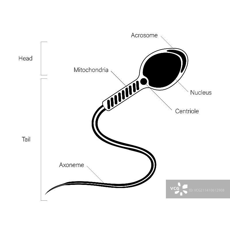 人类精子细胞插图图片素材