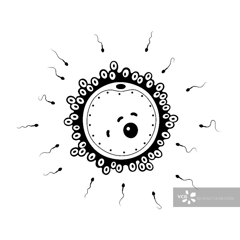 受精作用插图图片素材