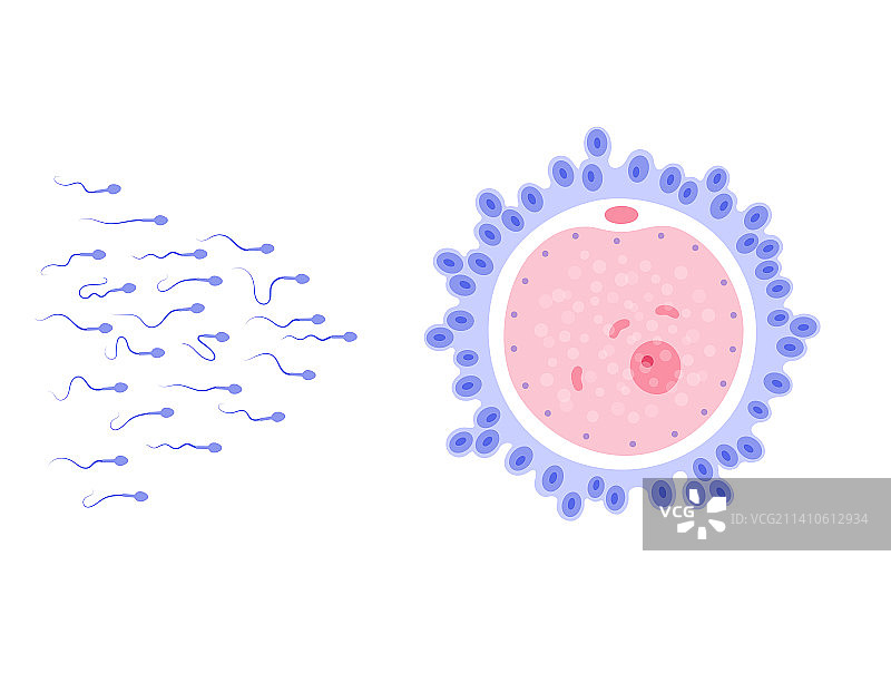 受精作用插图图片素材
