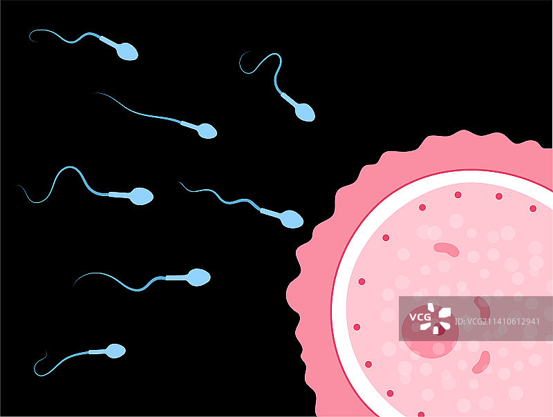 受精作用插图图片素材