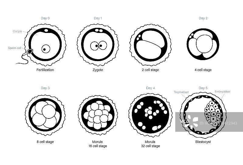 胚胎发育插图图片素材