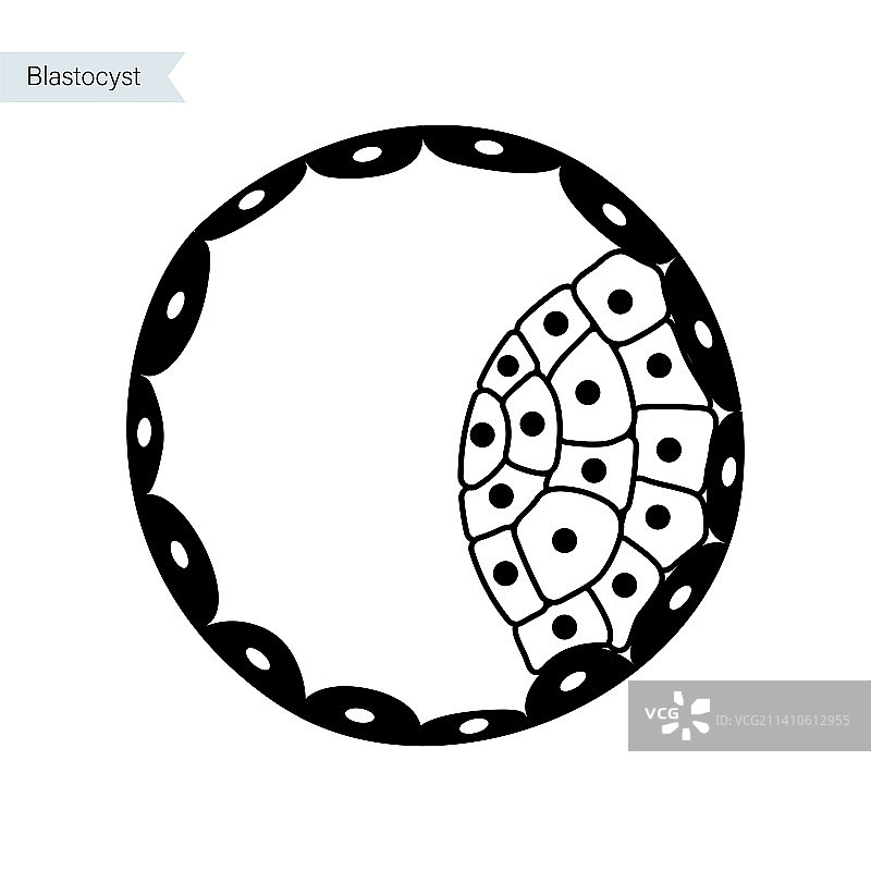 胚囊示意图图片素材