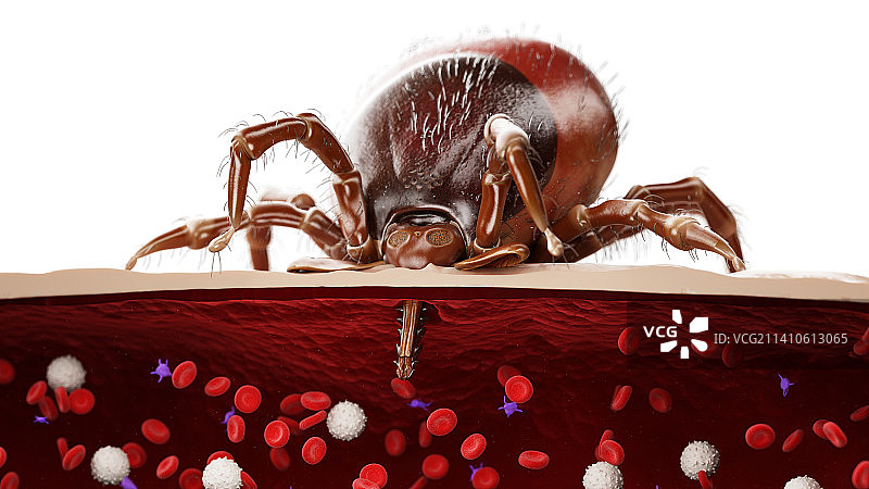 吸血的蜱虫插图图片素材