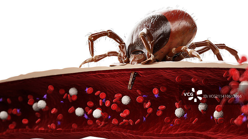 吸血的蜱虫插图图片素材