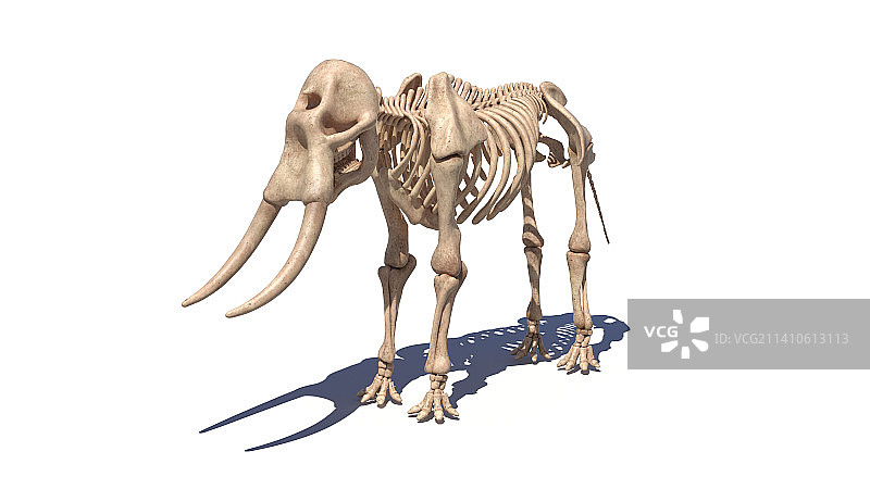 大象骨骼插画图片素材
